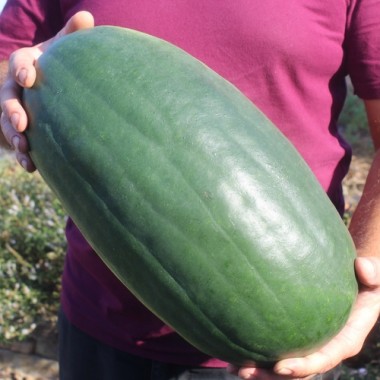 Neu! Wassermelone Kleckly Sweet (Samen)