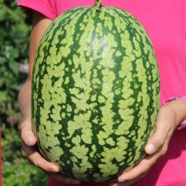 Wassermelone Klondike Blue Ribbon (Samen)