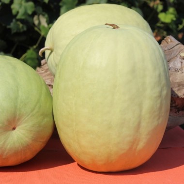 Wassermelone Missouri Heirloom (Samen)