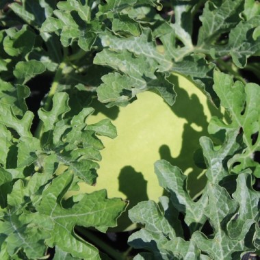Wassermelone Missouri Heirloom (Samen)
