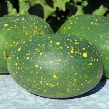 Wassermelone Moon and Stars Yellow Fleshed (Samen)
