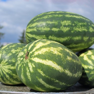 Wassermelone Mountain Sweet Yellow (Samen)