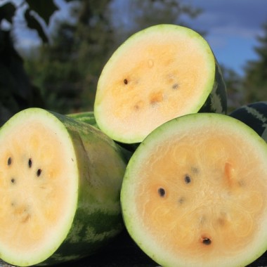 Wassermelone Mountain Sweet Yellow (Samen)