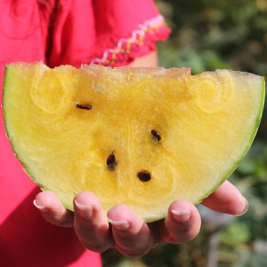 Wassermelone Petit Yellow (Samen)