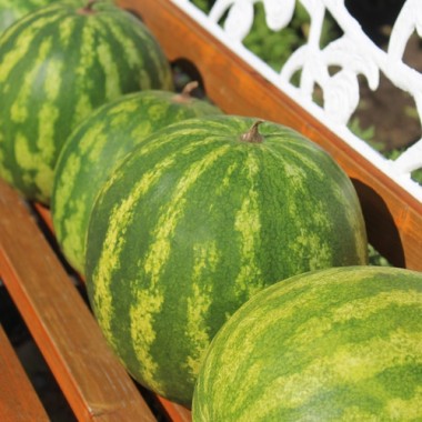 Wassermelone Sweet Dakota Rose (Samen)