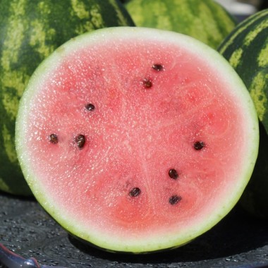 Wassermelone Sweet Dakota Rose (Samen)