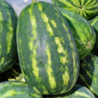 Wassermelone Tendersweet Orange (Samen)