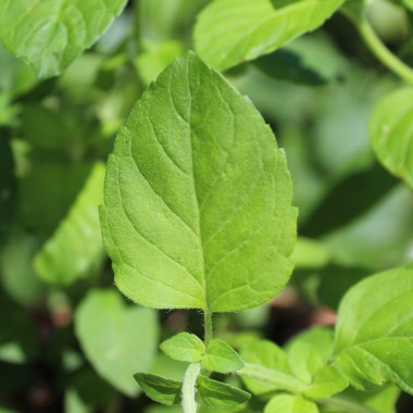 Preview: Neu! Wasserminze (Samen)