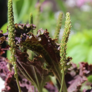 Wegerich Purple Perversion (Samen)