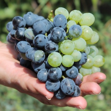 Wein Tressot Panaché (Pflanze)