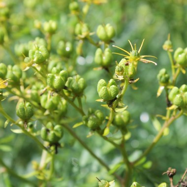 Weinraute (Amarettokraut) (Samen)