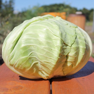 Weißkohl Brunswick (Samen)
