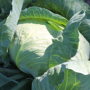 Weißkohl Brunswick (Samen)