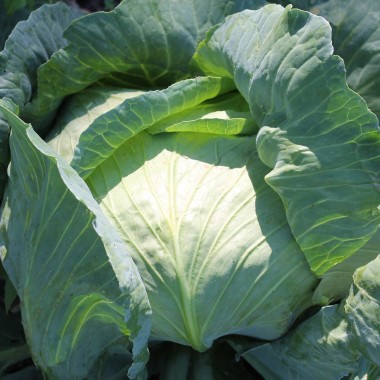 Weißkohl Brunswick (Samen)