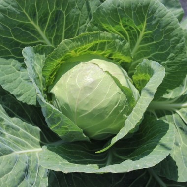 Weißkohl Dithmarscher Früher (Samen)