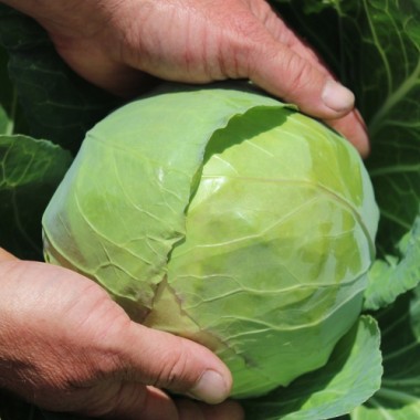 Weißkohl Dithmarscher Früher (Samen)