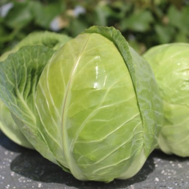Weißkohl Dithmarscher Früher (Samen)