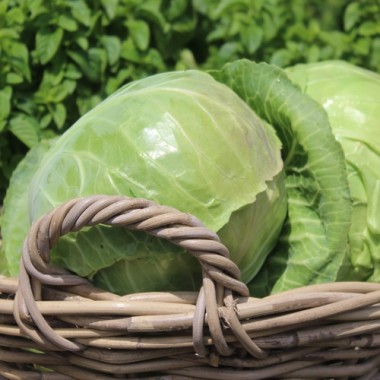 Weißkohl Dithmarscher Früher (Samen)