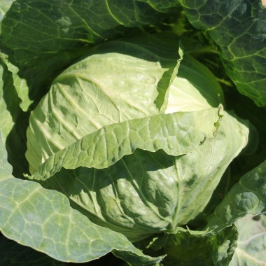 Weißkohl Glory of Enkhuizen (Samen)