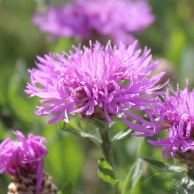 Wiesen-Flockenblume (Samen)