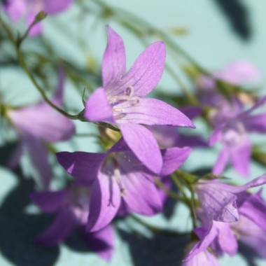 Wiesen-Glockenblume (Samen)