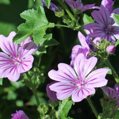 Wilde Malve (Samen)