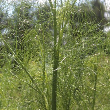 Wilder Fenchel Typ Österreich (Samen)