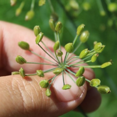 Wilder Fenchel Typ Österreich (Samen)