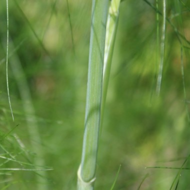 Wilder Fenchel Typ Österreich (Samen)
