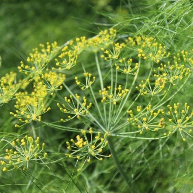 Wilder Fenchel Typ Österreich (Samen)