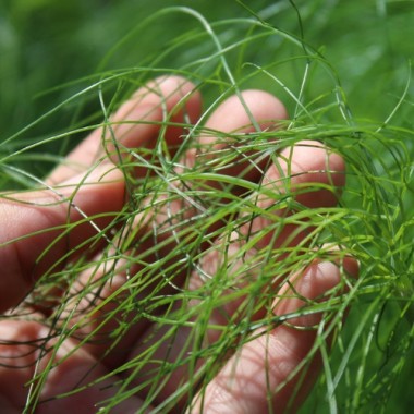 Wilder Fenchel Typ Österreich (Samen)