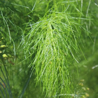 Wilder Fenchel Typ Österreich (Samen)