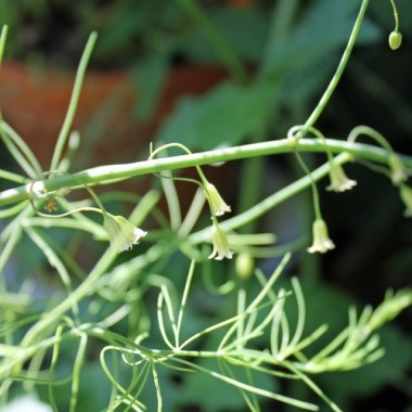 Wildspargel (Samen)