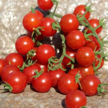 Wildtomate Hawaiian (Freilandsorte) (Samen)