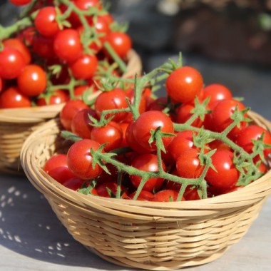 Wildtomate Hawaiian (Freilandsorte) (Samen)