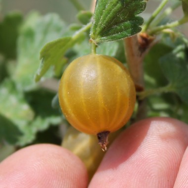 Preview: Worcesterbeere Yellow (Pflanze)