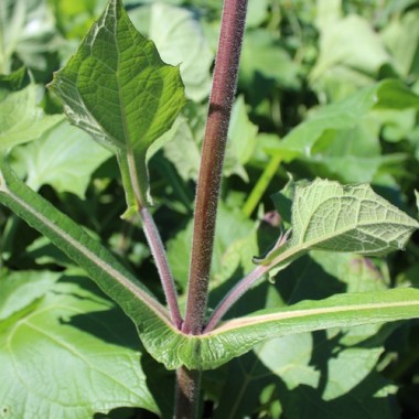 Yacon Morado (Pflanze)