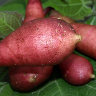 Yacon Morado (Pflanze)