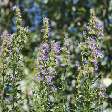 Ysop blau (Samen)