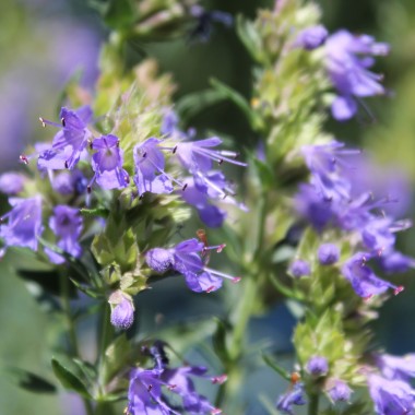 Ysop blau (Samen)