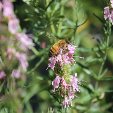 Ysop rosa (Samen)
