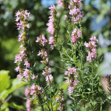 Ysop rosa (Samen)