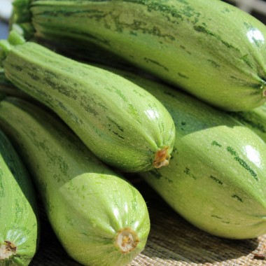 Zucchini Caserta (Samen)