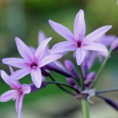 Neu! Zimmerknoblauch Purple (Dunkle Form) (Pflanze)