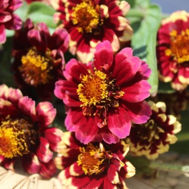 Zinnie Aztec Burgundy Bicolor (Samen)