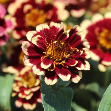 Zinnie Aztec Burgundy Bicolor (Samen)