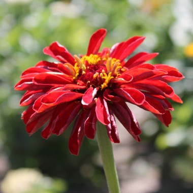 Zinnie Cherry Queen (Samen)
