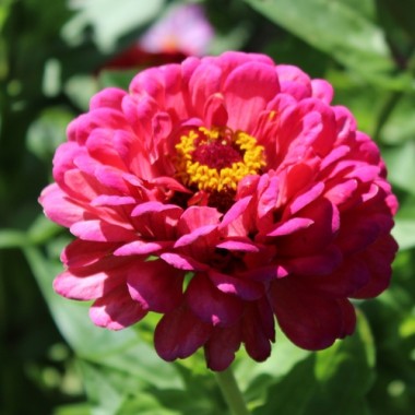 Zinnie Exquisite (Samen)