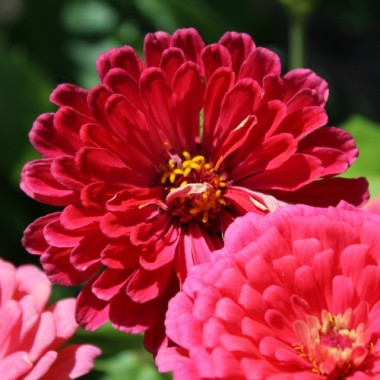 Zinnie Exquisite (Samen)