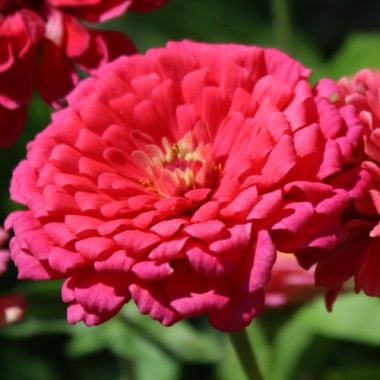Zinnie Exquisite (Samen)